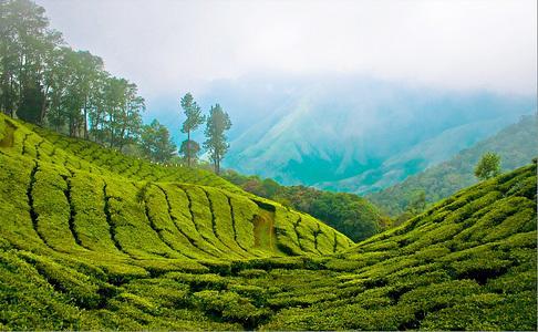 Munnar Dreams Hotell Exteriör bild